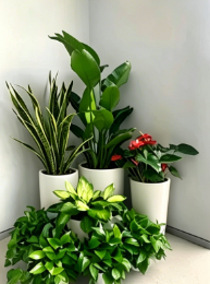 奉化花卉租摆合作十大技巧，实用高效